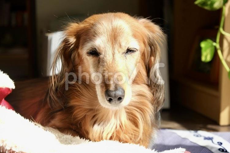 寒さの中のひなたぼっこ 犬,いぬ,わんこの写真素材