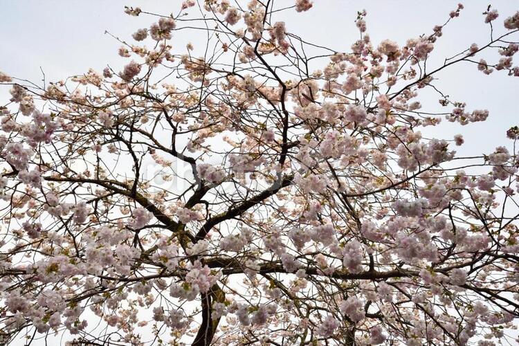 慈徳寺　種まき桜 枝垂桜,シダレザクラ,桜の写真素材