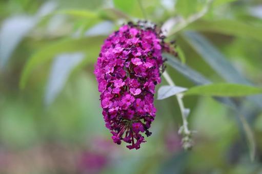 赤紫のフサウツギの花のアップ 赤紫のフサウツギの花のアップの写真