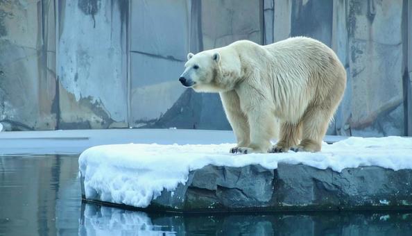 雪の中の白熊　冬のイメージの写真
