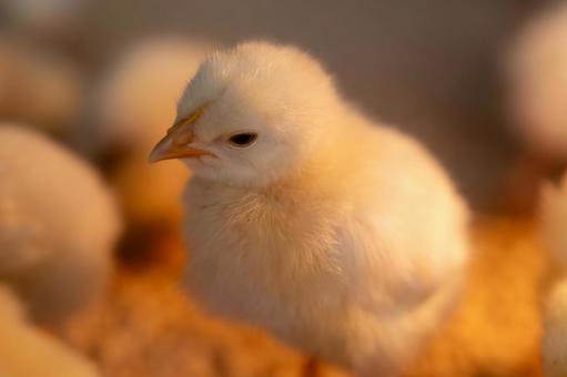 暖房の下で佇むふわふわのヒヨコ ヒヨコ,全身,立ち姿の写真素材