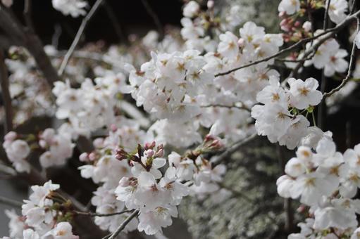 桜の花 桜の花の写真