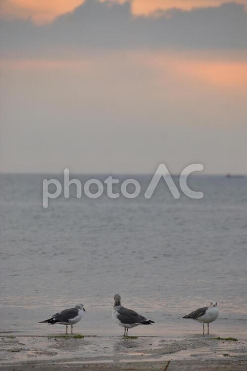 カモメと海 カモメ,光,堤防の写真素材