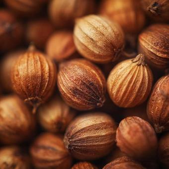 風味付けや調味に使うコリアンダー種子の山 風味付けや調味に使うコリアンダー種子の山の写真
