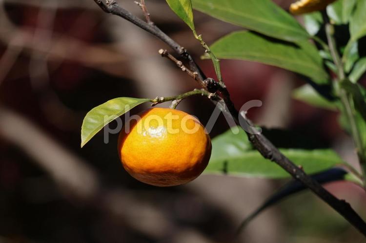 木の枝の先になるオレンジ色の温州みかん 温州みかん,木,枝の写真素材