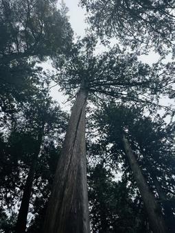 北口本宮冨士浅間神社 北口本宮冨士浅間神社,木々,富士五湖の写真素材