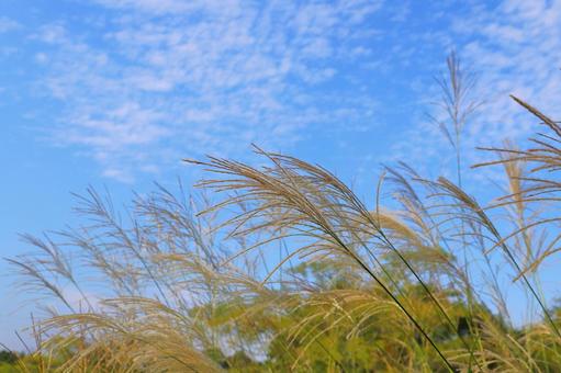 すすき　青空　白い雲 ススキ,空,青空の写真素材