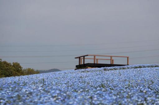 水色のネモフィラの花畑と見晴台のある公園 水色のネモフィラの花畑と見晴台のある公園の写真