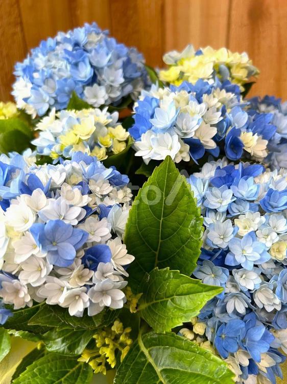鉢植えのあじさい 紫陽花,あじさい,室内の写真素材