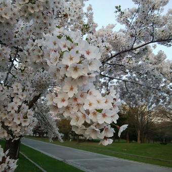 桜 桜の写真