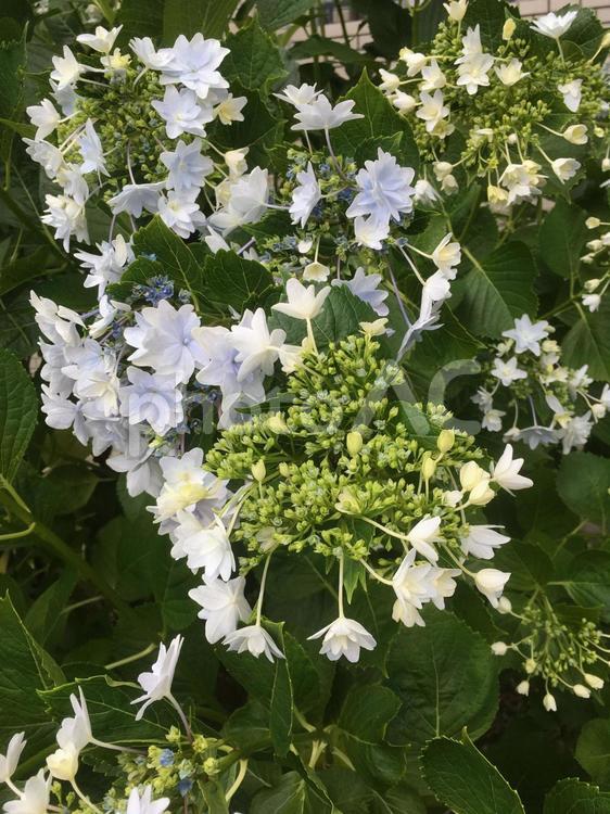 ガクアジサイ あじさい,紫陽花,梅雨の写真素材