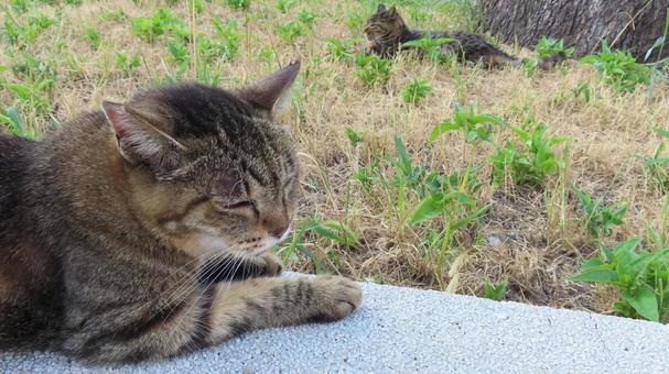 それぞれの場所で夕涼み中のもふもふな猫達 それぞれの場所で夕涼み中のもふもふな猫達の写真