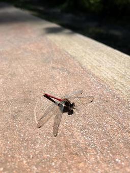 ひなたぼっこトンボ2 赤トンボ,公園,ベンチの写真素材