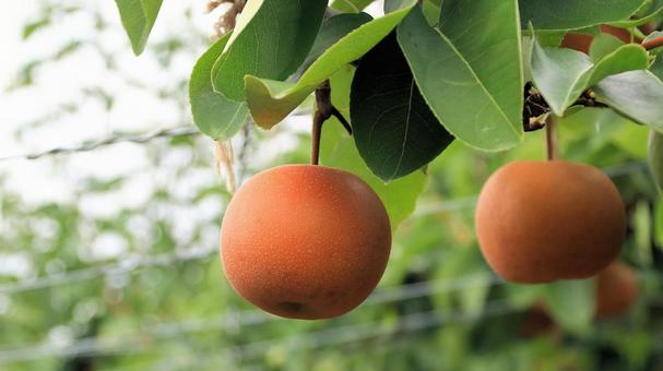 Photo, pear, chojuro, japanese pear, 