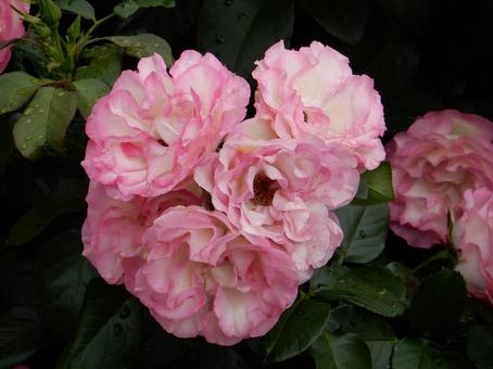 【薔薇の写真】バラの花 【薔薇の写真】バラの花の写真