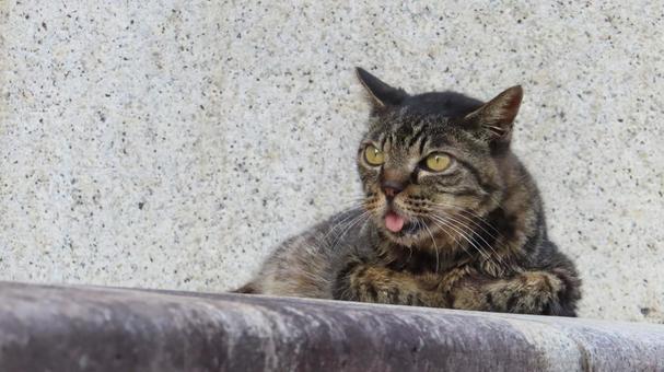 あざとさ全開のもふもふで可愛い猫様 あざとさ全開のもふもふで可愛い猫様の写真