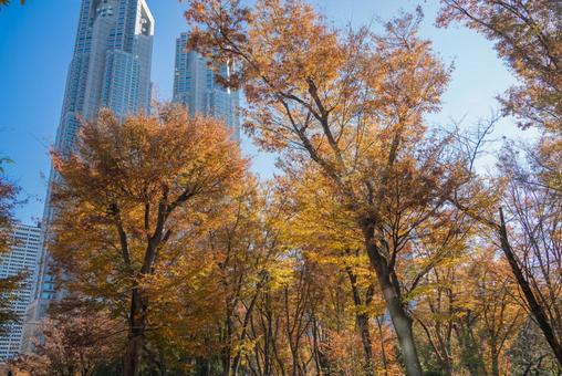 東京都庁と紅葉の風景 07 東京都庁,新宿,都庁の写真素材