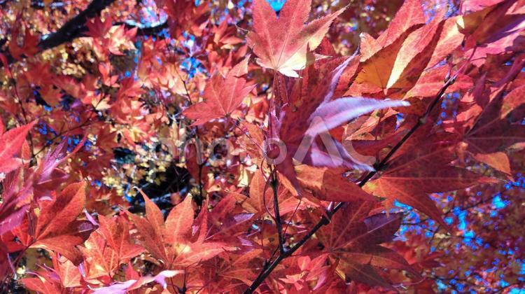 秋風にそよぐ 紅葉,もみじ,モミジの写真素材
