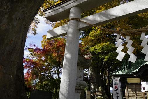 紅葉 神社,赤,紅葉の写真素材