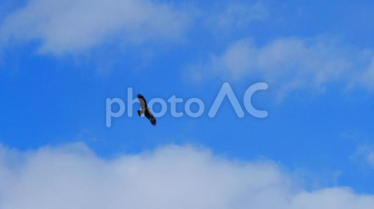 寒風吹き荒れる青空を優雅に旋回するトビ トビ,鳶,猛禽類の写真素材
