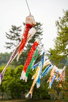 carp streamer, JPG