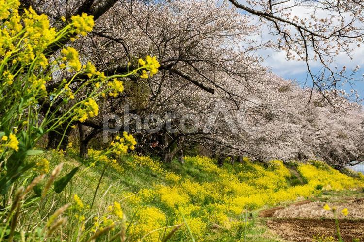 南方の千本桜⒃ 花,桜,南方町の写真素材