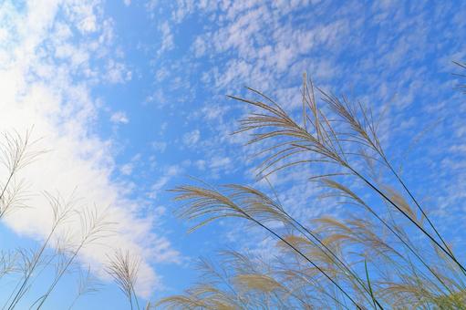 すすき　青空　白い雲 ススキ,空,青空の写真素材