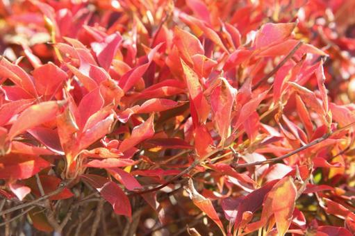 ドウダンツツジ・灯台躑躅 紅葉 ドウダンツツジ,初春,鮮やかの写真素材