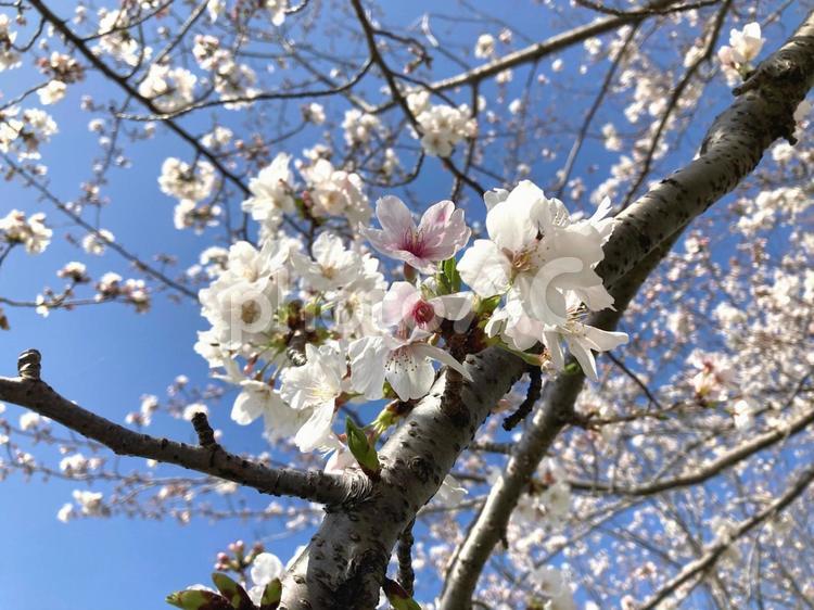 桜　春　3月　青空　入学 桜,春,3月の写真素材