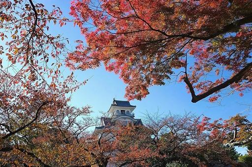 長浜城 城,長浜,長浜城の写真素材