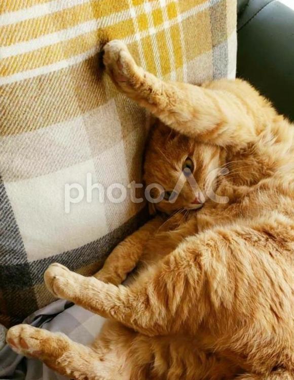 アクロバットな姿勢の猫 猫,ねこ,ネコの写真素材
