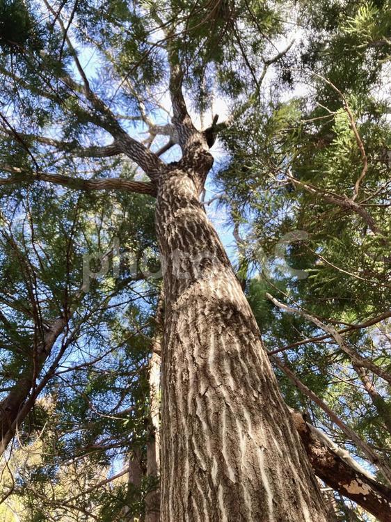 樹木 コナラ,樹木,木の写真素材
