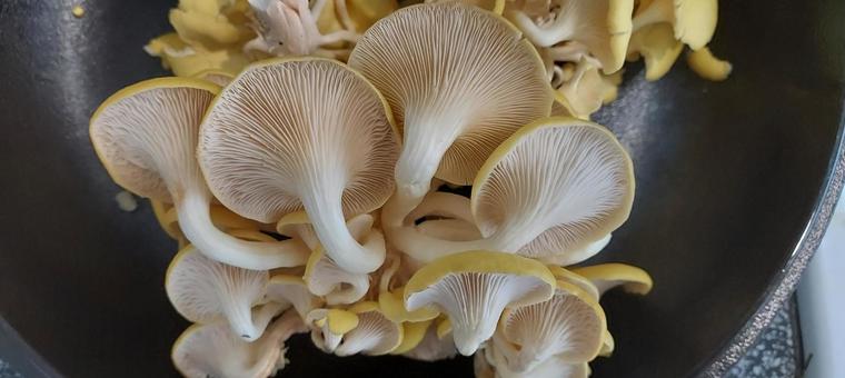 Tamogitake 5 back side, pleurotus cornucopiae, flat velvet, hiratake, JPG