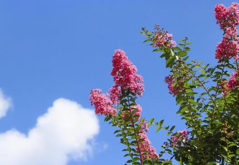 百日紅11 サルスベリ,百日紅,夏イメージの写真素材