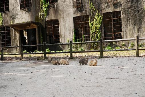 広島 大久野島 発電所跡4 広島 大久野島 発電所跡4 大久野島発電所跡,ウサギ,バニーの写真素材