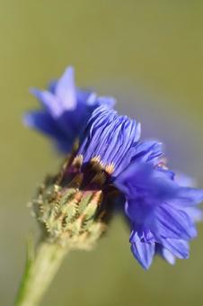 矢車菊の開花 矢車菊の開花の写真
