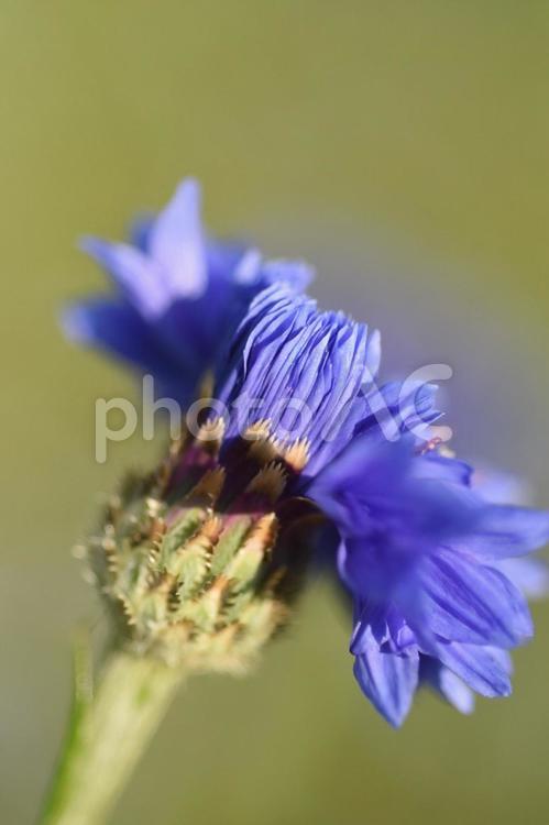 矢車菊の開花 矢車菊,花畑,花の写真素材