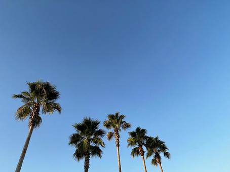ヤシの木 ヤシの木,ヤシ,空の写真素材