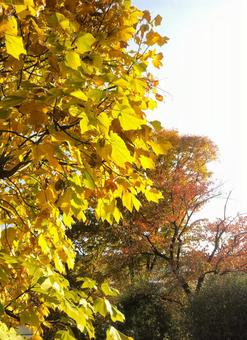 紅葉 紅葉 紅葉,木々,自然の写真素材