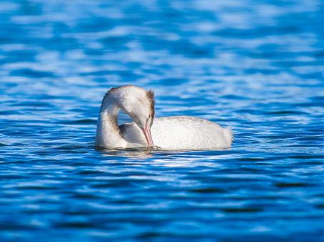 池を泳ぐカンムリカイツブリの写真