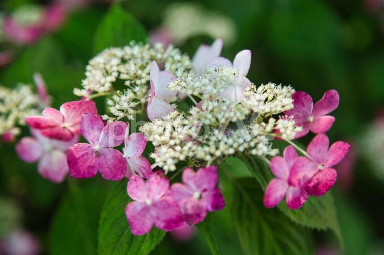 鮮やかに咲くピンクのアジサイ 花,植物,自然の写真素材