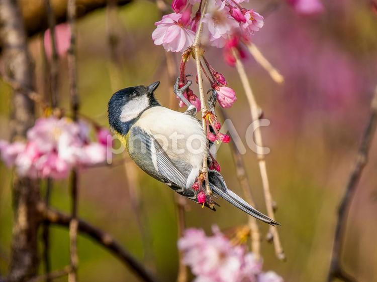 桜とシジュウカラ シジュウカラ,野鳥,鳥の写真素材