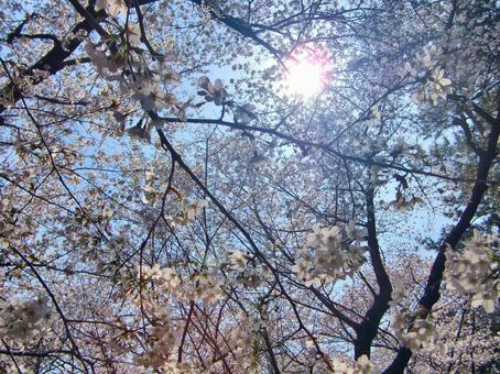 桜の季節-8 桜の季節-8 桜,木,幹の写真素材