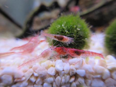 ホロホロシュリンプの群れ ホロホロシュリンプ,ピクシーシュリンプ,スカーレットシュリンプの写真素材