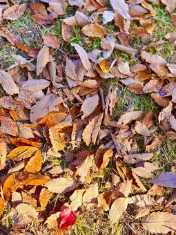 落ち葉　紅葉 落ち葉,紅葉,枯葉の写真素材