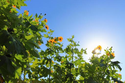 皇帝ひまわり　青空　太陽 皇帝ひまわり,ひまわり,太陽の写真素材