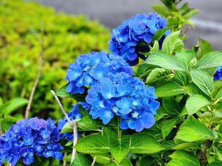 花壇に鮮やかに咲く紫陽花 花壇に鮮やかに咲く紫陽花 紫陽花,アジサイ,花の写真素材