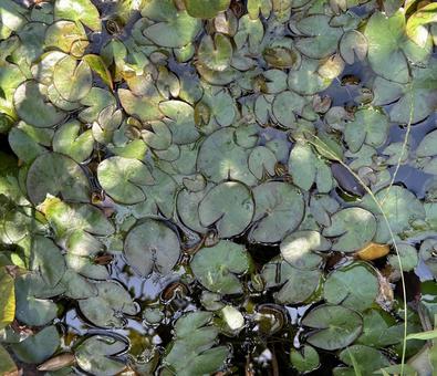 水草 水草,水面,葉の写真素材