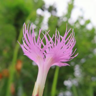 Photo, kawaranadesico, kawaguchi tetsuya, flower, 