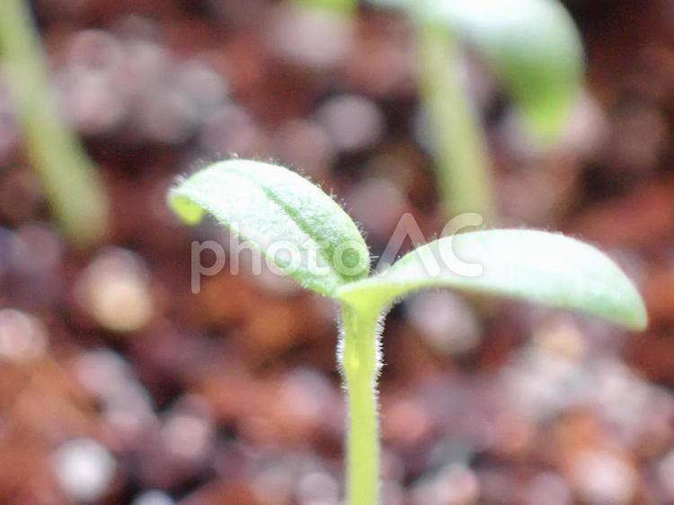 ミニトマトの芽が出たよ 発芽,芽,グリーンの写真素材